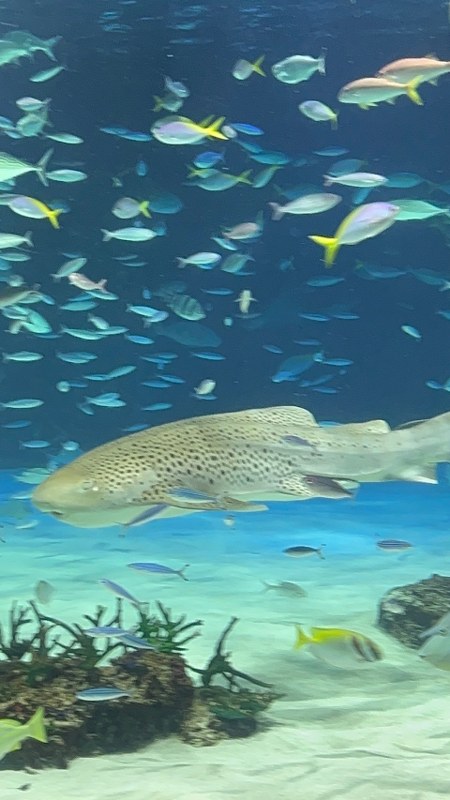 Sunshine Aquarium พิพิธภัณฑ์สัตว์น้ำบนดาดฟ้า Sunshine City Ikebukuro
