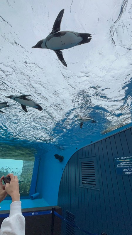 Sunshine Aquarium พิพิธภัณฑ์สัตว์น้ำบนดาดฟ้า