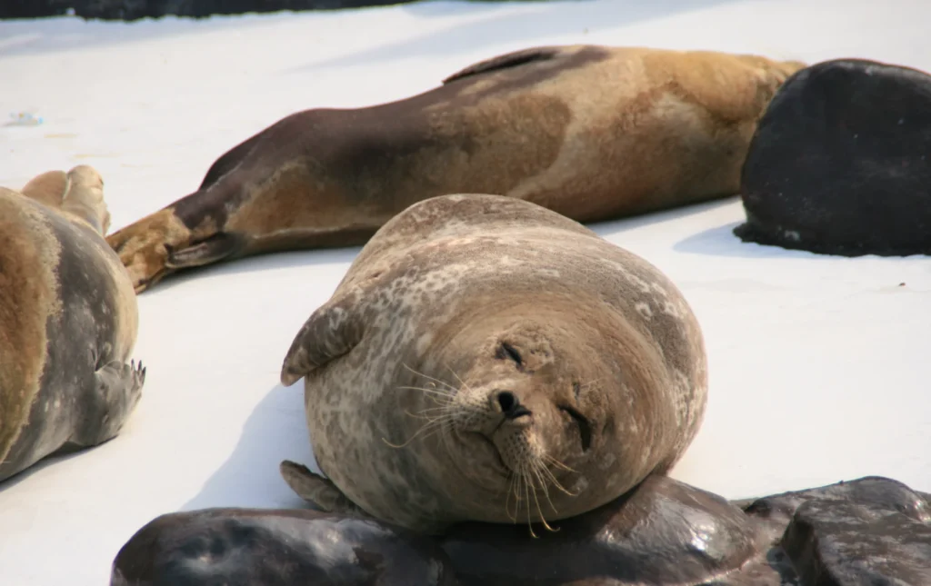 พิพิธภัณฑ์สัตว์น้ำโอตารุ (Otaru Aquarium)