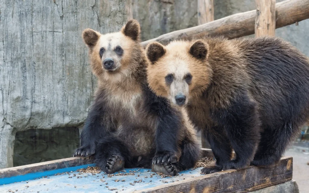ฟาร์มหมีโชวะชินซัน (Showa Shinzan Bear Ranch)