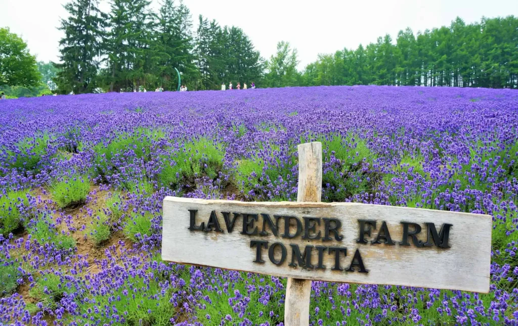 ฟาร์มโทมิตะ (Farm Tomita)